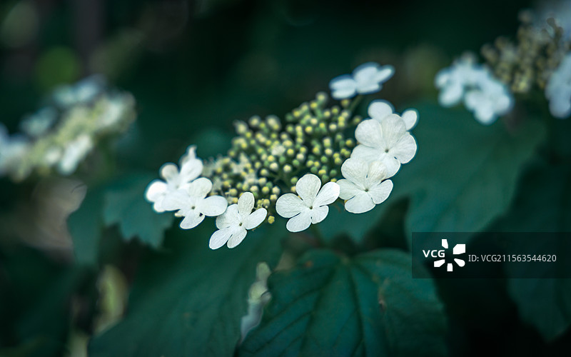 花花草草图片素材