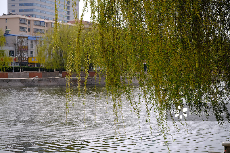春季河岸边嫩绿的垂柳随风飘动图片素材