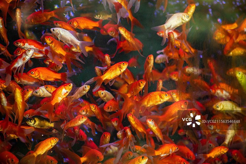 四川绵阳金鱼、观赏鱼、鱼图片素材
