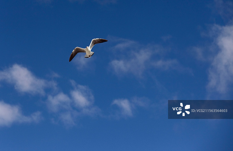 天空中飞翔的红嘴鸥图片素材