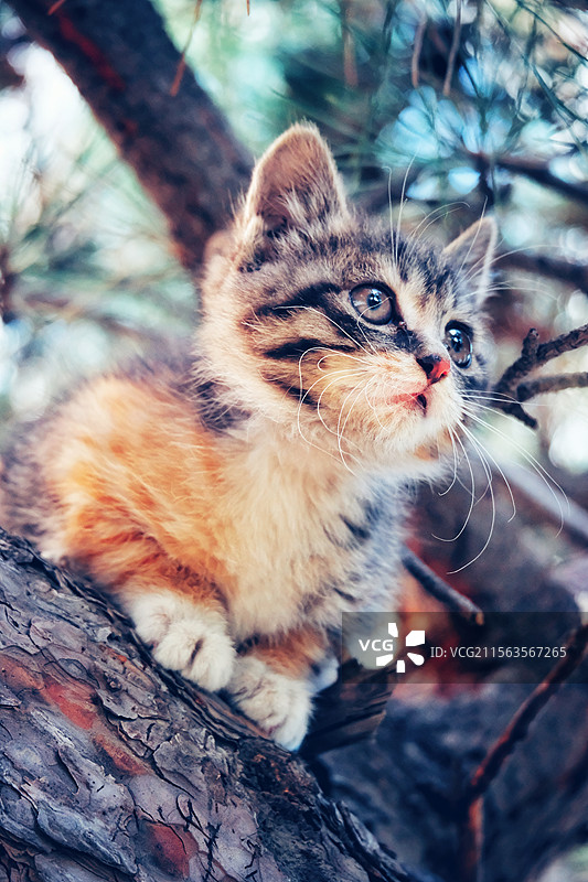 松树上可爱的小猫。斑纹猫。狸花猫。中华田园猫。趴在树上的猫图片素材