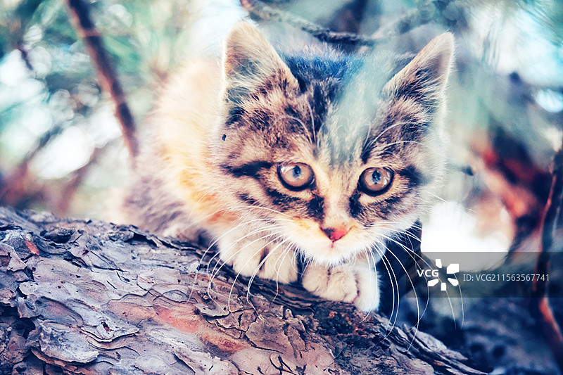 松树上可爱的小猫。斑纹猫。狸花猫。中华田园猫。趴在树上的猫图片素材