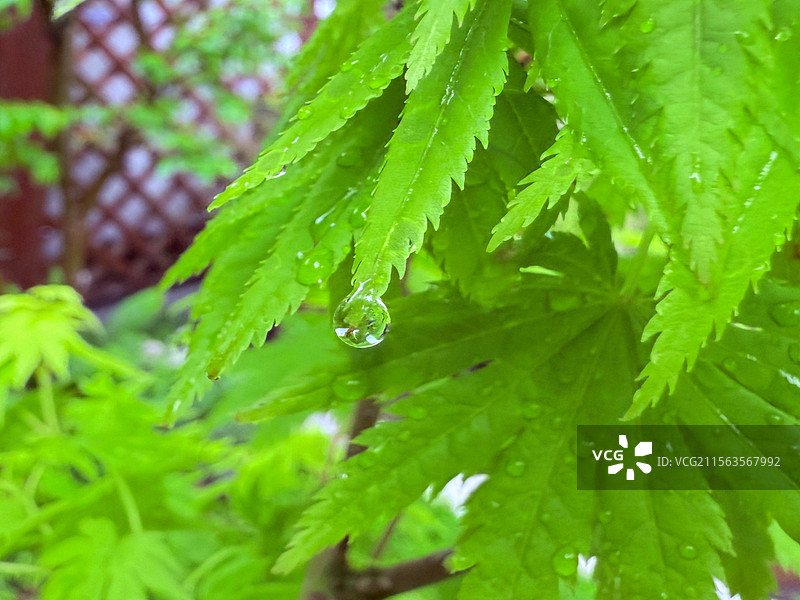 枫叶图片素材