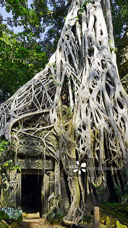 吴哥窟塔布隆寺 古树与殿宇共存图片素材