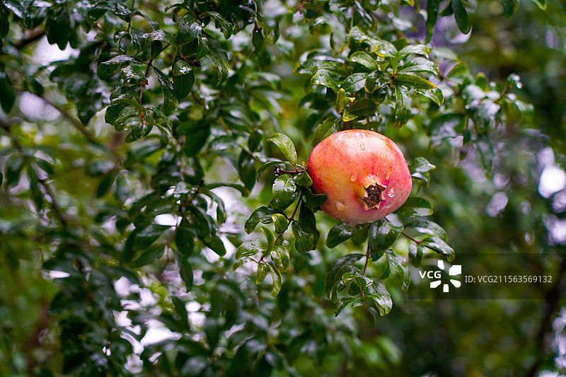 石榴树图片素材