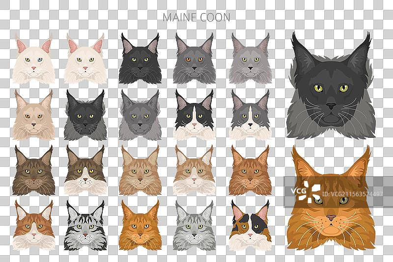 缅因猫剪贴画，所有毛色系列图片素材