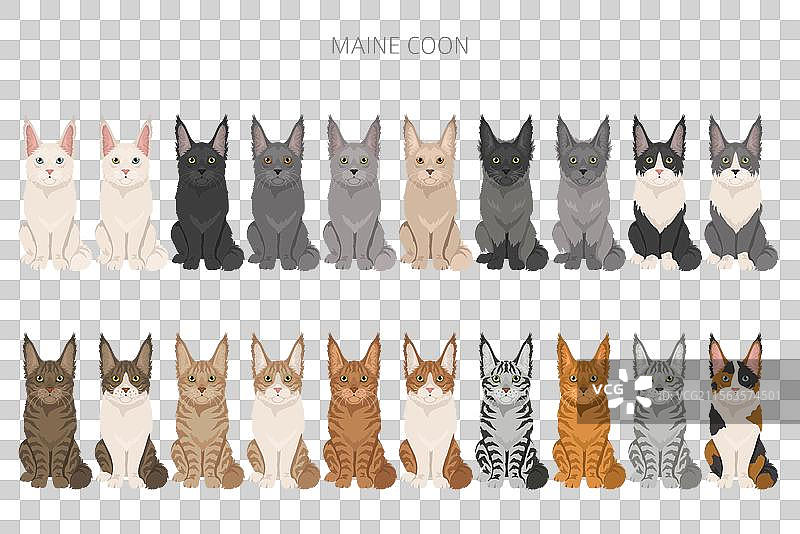 缅因猫剪贴画，所有毛色系列图片素材