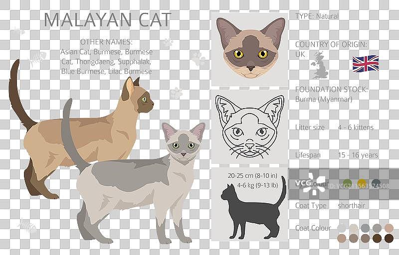 马来西亚猫剪贴画 亚洲猫 缅甸猫 所有毛色图片素材