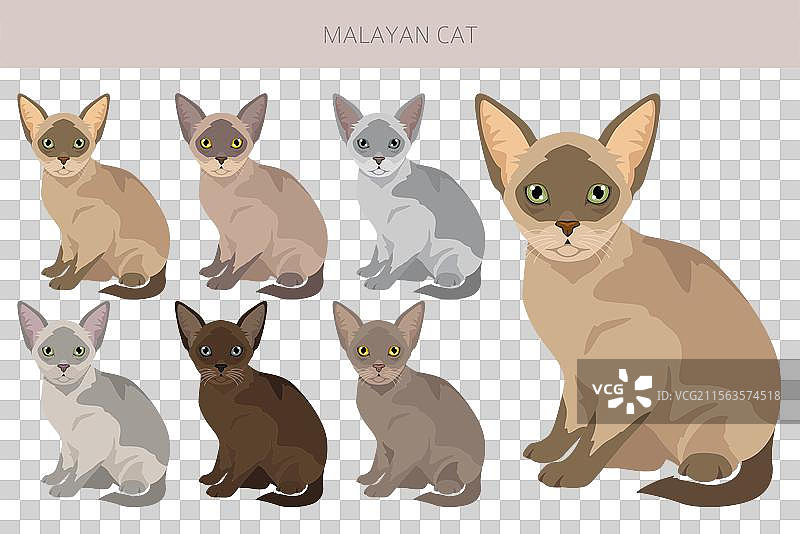 马来猫剪贴画 亚洲猫 缅甸猫 所有毛色图片素材