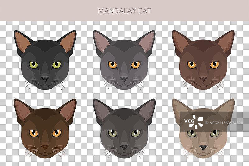 曼德勒猫剪贴画，所有毛色系列，所有猫咪图片素材