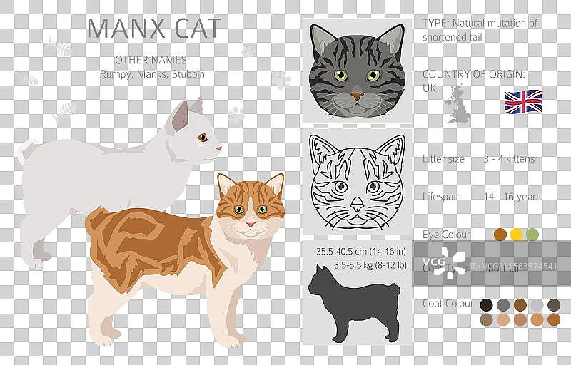 曼克斯猫剪贴画，所有毛色系列，所有猫咪图片素材