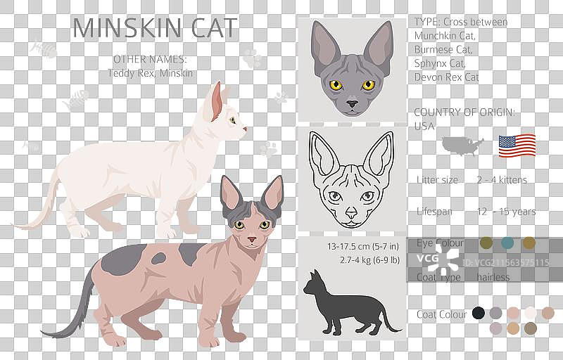 迷你猫剪贴画，迷你猫，缅甸猫，斯芬克斯猫，德文卷毛猫图片素材
