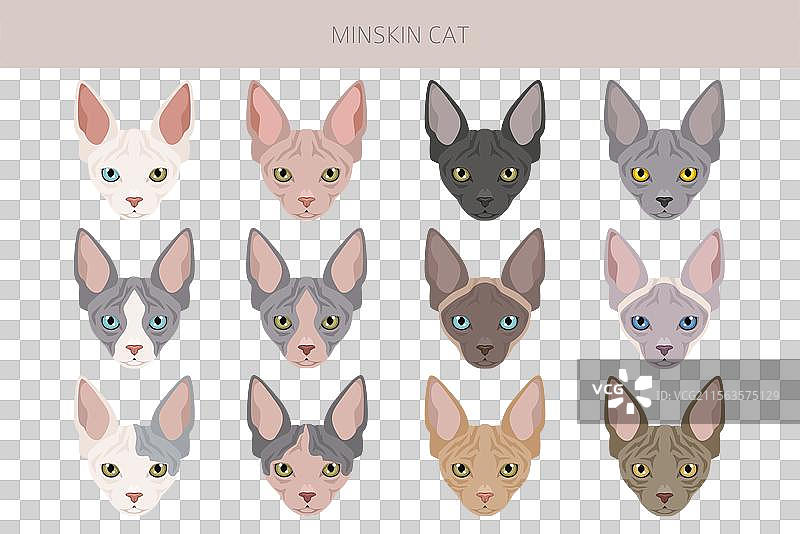 迷你猫剪贴画，曼基康猫，缅甸猫，斯芬克斯猫，德文卷毛猫图片素材