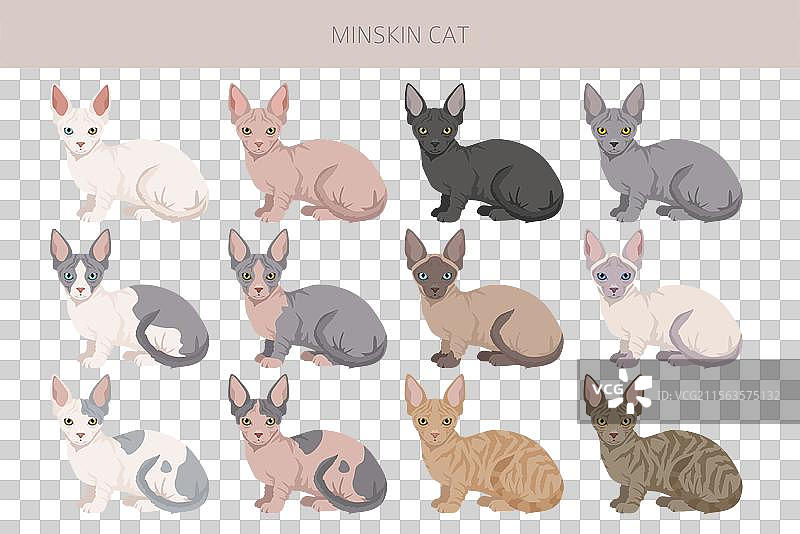 迷你猫剪贴画，曼基康猫，缅甸猫，斯芬克斯猫，德文卷毛猫图片素材