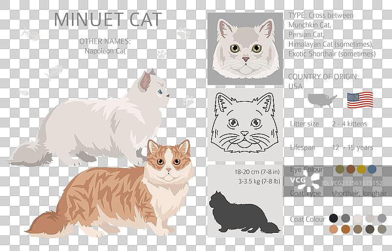 小步舞猫剪贴画，迷你猫与波斯猫混合品种图片素材