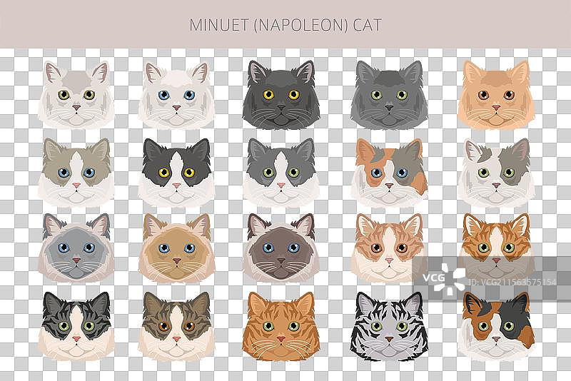 小步舞猫剪贴画，迷你猫与波斯猫混合品种图片素材