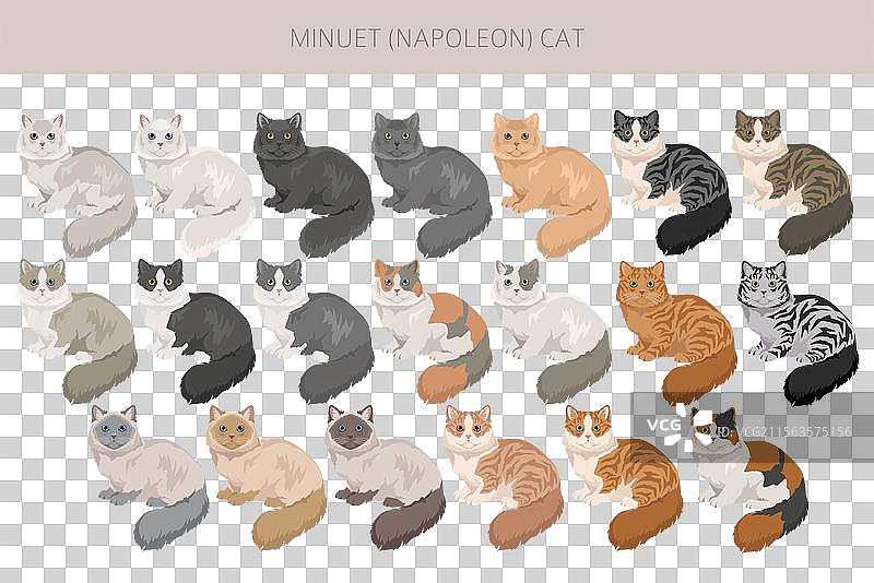 小步舞猫剪贴画，迷你猫与波斯猫混合品种图片素材