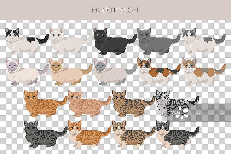 所有毛色的迷你猫剪贴画全集图片素材