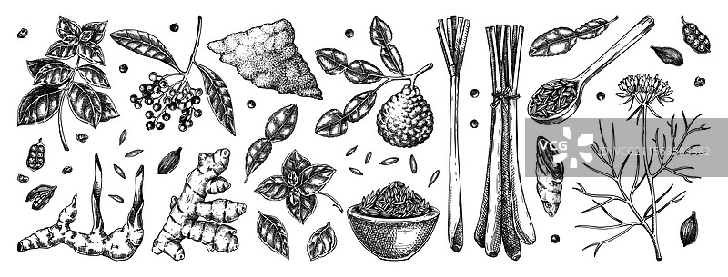 手绘香料：罗勒、南姜、孜然图片素材