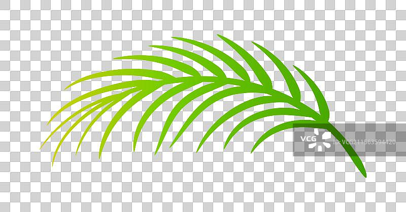 椰子叶 椰子树叶 椰子树枝图片素材