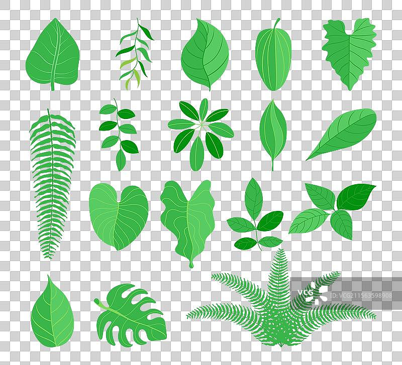 绿色叶子简单形状的植物叶片图片素材