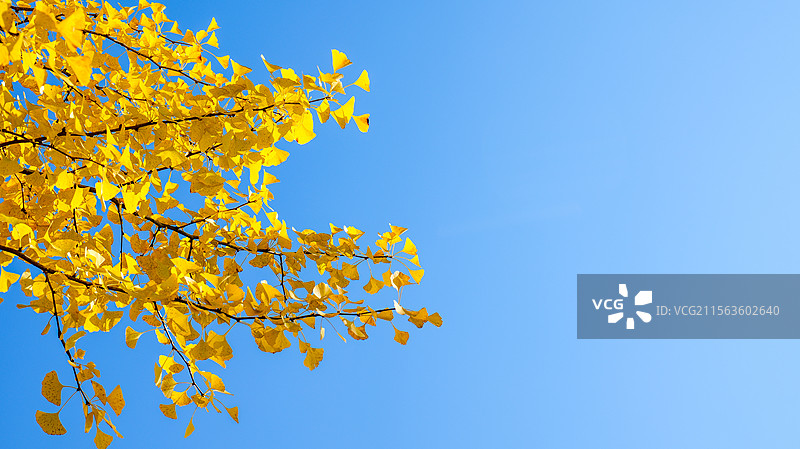 树林银杏树树枝秋季大自然美景秋景图片素材