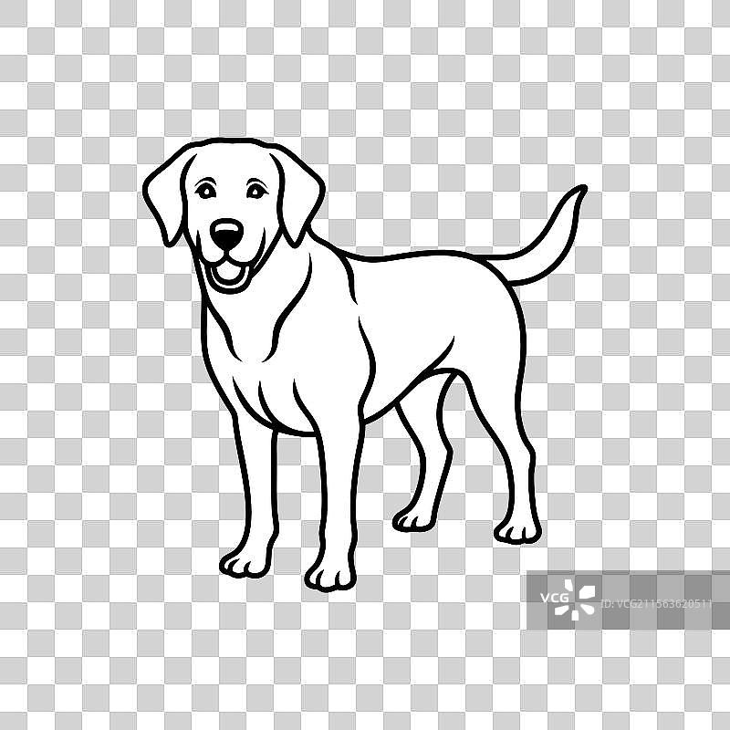 白色背景上的拉布拉多寻回犬图片素材