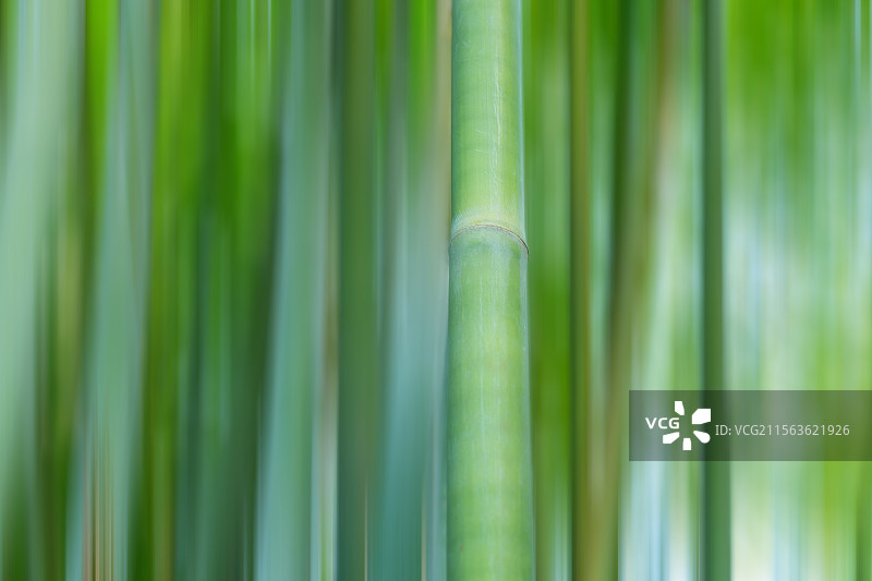 竹林竹子图片素材