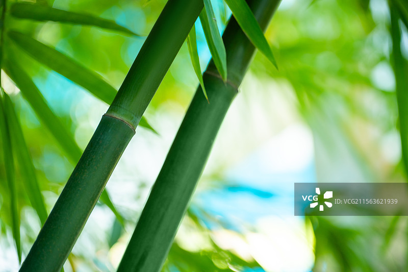竹林竹子图片素材