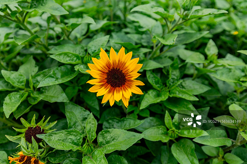 盛开的向日葵  向日葵花海图片素材