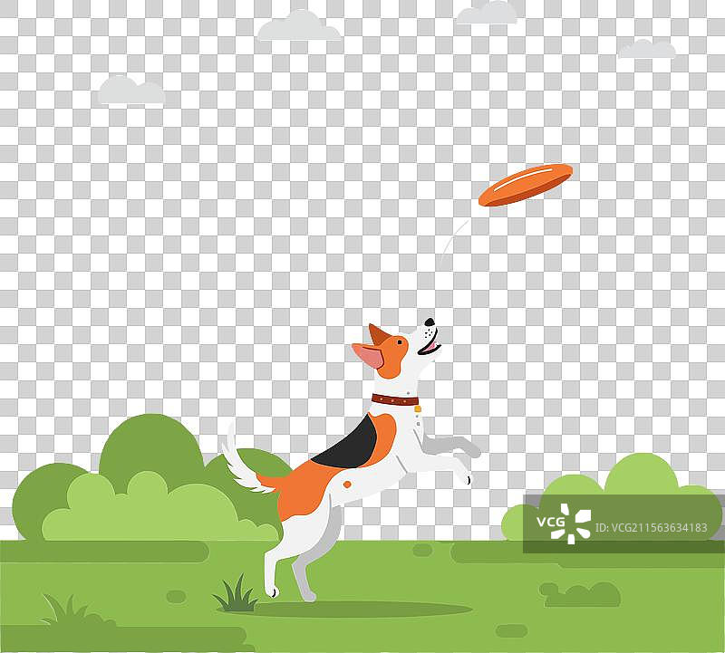 一只顽皮的狗快乐地跳跃着去抓一只飞翔的东西图片素材