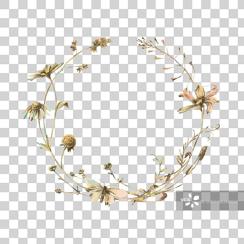 田野草地上的野花和草本植物，宇宙花图片素材