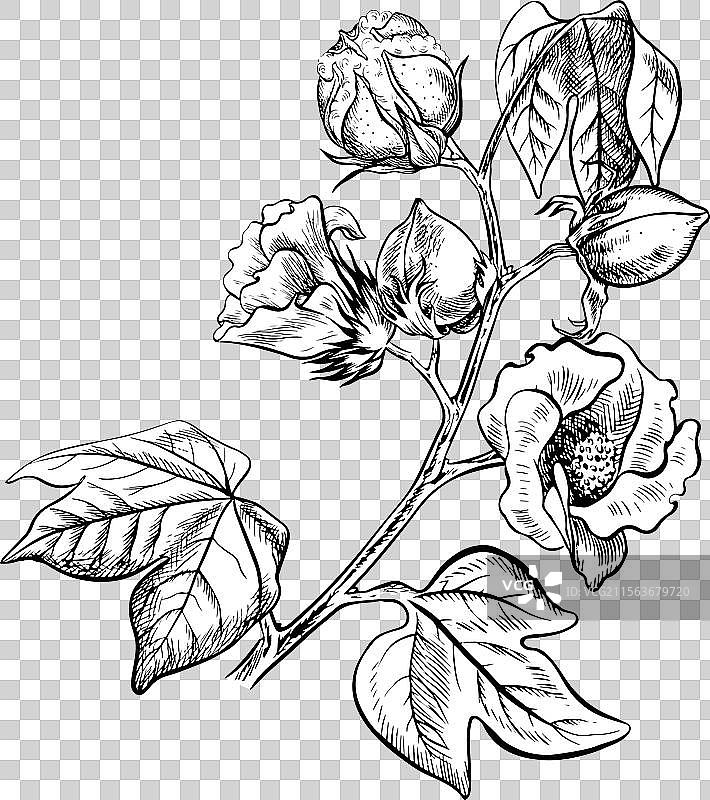 有机棉花，一枝未成熟的棉花图片素材