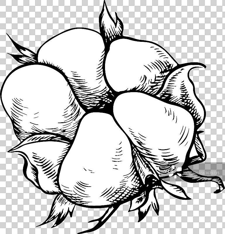 有机棉黑白细节图图片素材