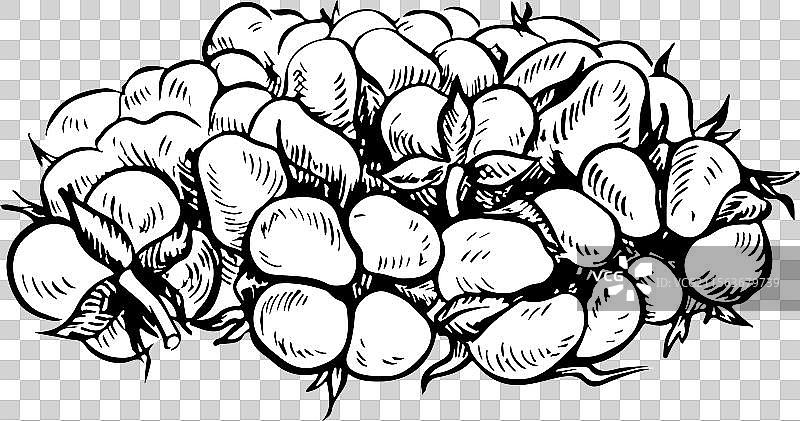 有机棉黑白细节图图片素材