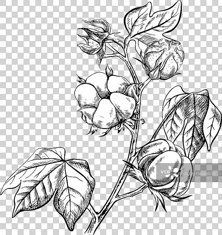 有机棉花成熟棉枝图片素材