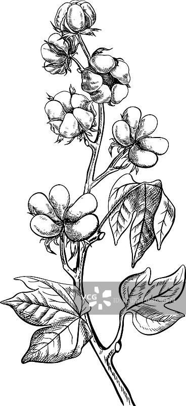 有机棉花，一枝成熟的棉花图片素材