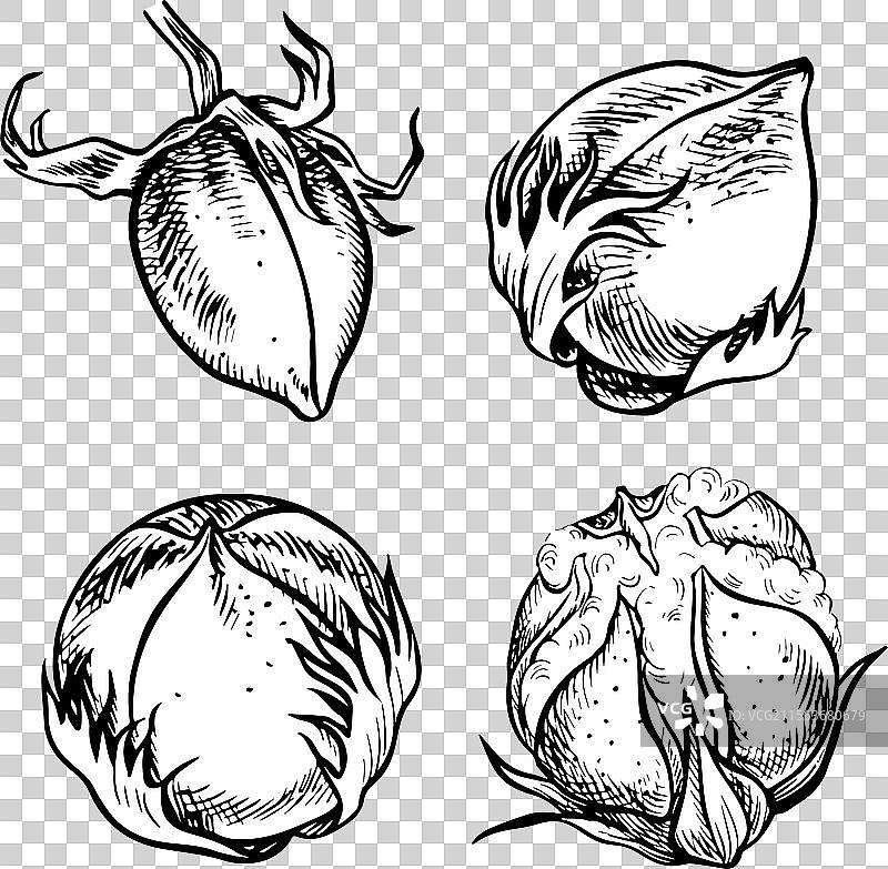 有机棉一组未成熟的未开放的棉花图片素材