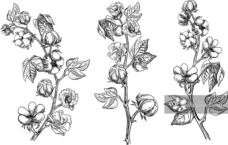 有机棉花，一组棉花枝条图片素材