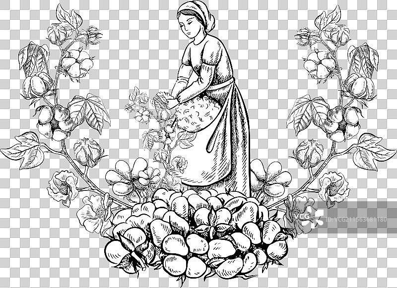 手工采棉工人，黑白细致图像图片素材