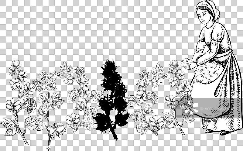 手工采棉工人，黑白细致图像图片素材