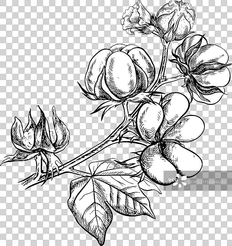 有机棉花，一枝成熟的棉花图片素材