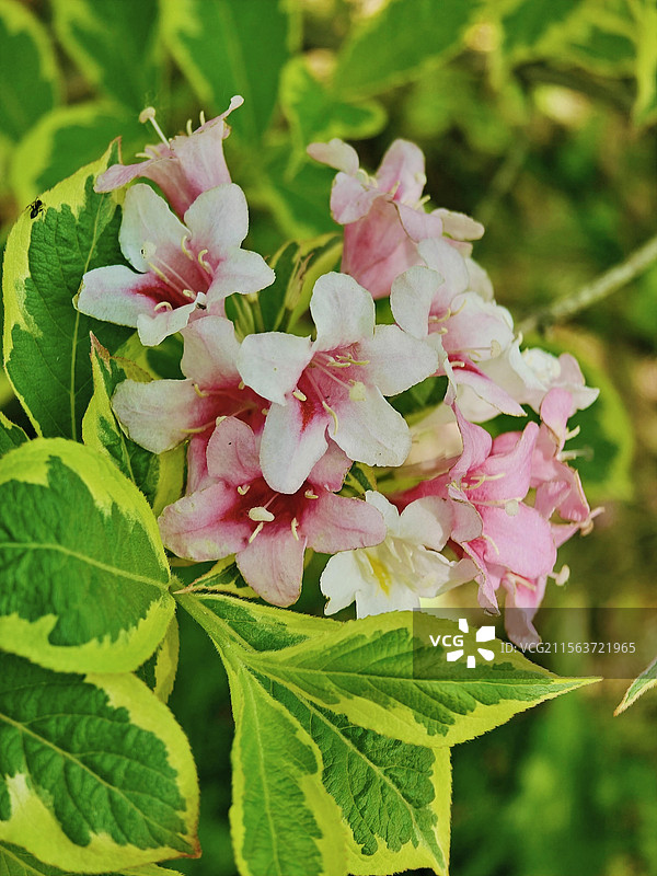 锦带花 广阳谷森林公园图片素材