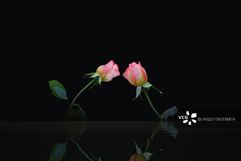 花卉特写，月季，玫瑰图片素材