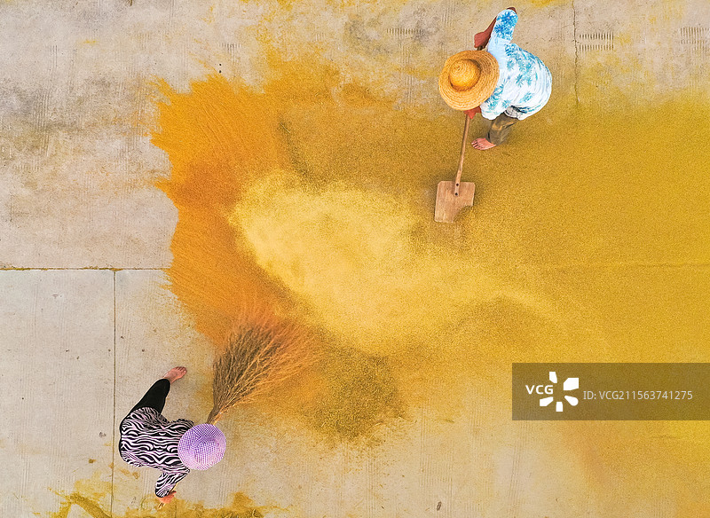 山东莒县龙山梯田谷子图片素材