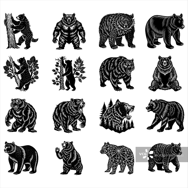 美洲黑熊图片素材