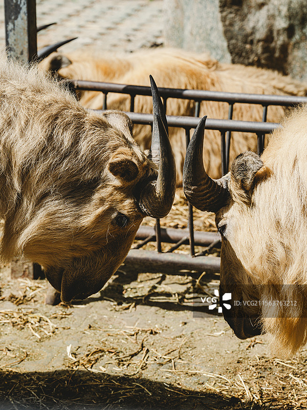 对顶的羚牛秦岭野生动物园图片素材