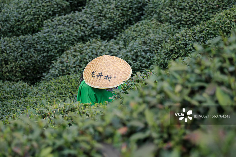 龙井茶园图片素材