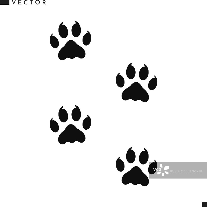 苏门答腊虎的爪印图片素材