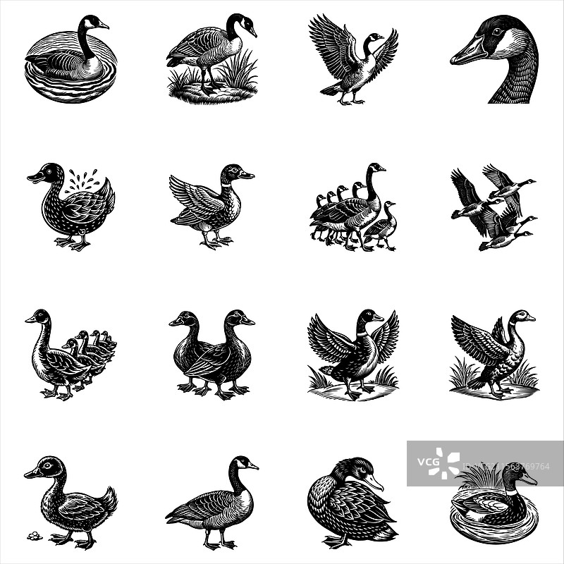 加拿大鹅鸭图片素材